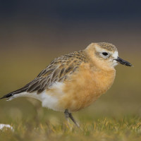 Red-breasted Dotterel